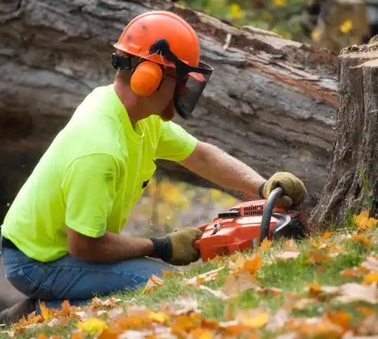 tree services Jamesburg